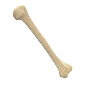 Bone PNG-46839